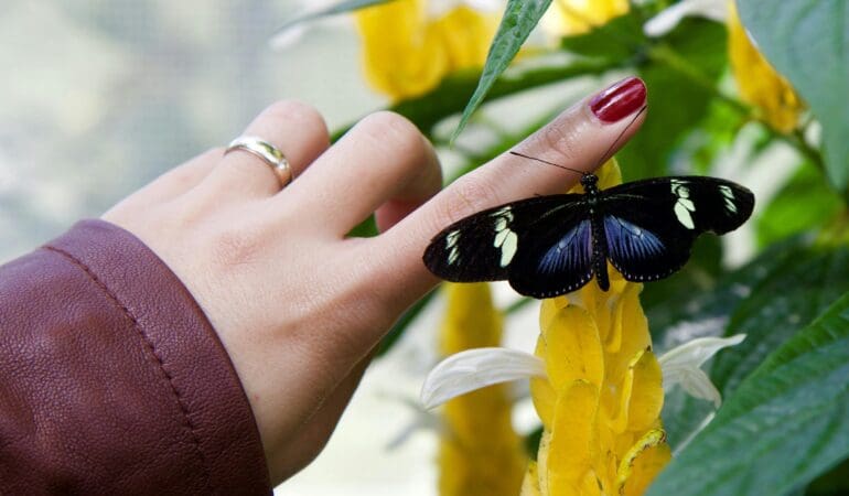 The Butterfly Effect