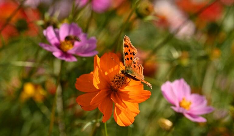 Butterfly Effect