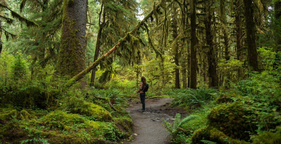 Forest bathing