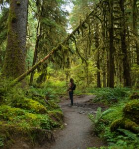 Forest bathing
