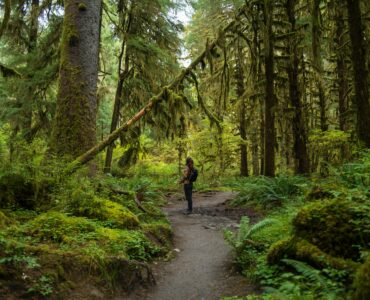 Forest bathing