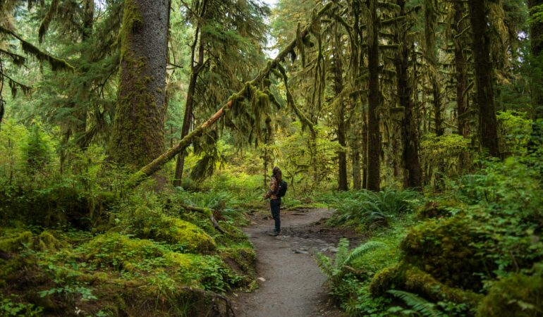 Forest bathing
